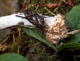 Chlorophyllum olivieri image
