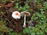 Leucoagaricus rubrotinctus image