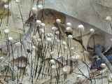 Marasmius capillaris image