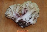 Ramaria rubiginosa image