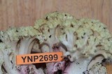 Ramaria rubiginosa image