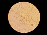 Suillus brunnescens image