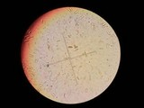 Suillus brunnescens image