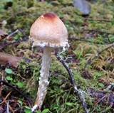 Lepiota magnispora image