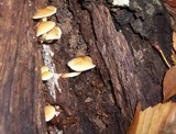 Hypholoma fasciculare var. fasciculare image
