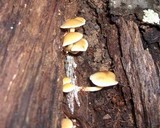 Hypholoma fasciculare var. fasciculare image