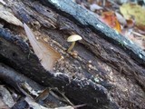 Hypholoma fasciculare var. fasciculare image