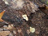 Hypholoma fasciculare var. fasciculare image