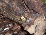 Hypholoma fasciculare var. fasciculare image