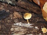 Hypholoma fasciculare var. fasciculare image
