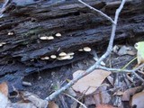 Hypholoma fasciculare var. fasciculare image