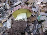 Boletus regius image