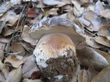 Boletus regineus image