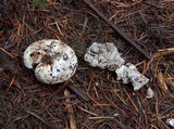 Hymenogaster subalpinus image