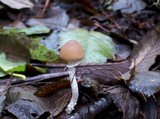 Psathyrella longistriata image