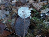 Mycena galericulata image