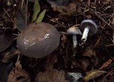 Cortinarius salor image