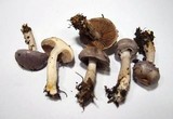 Cortinarius salor image