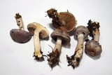 Cortinarius salor image