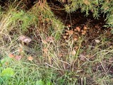 Psathyrella corrugis image