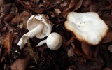 Hygrophorus eburneus image