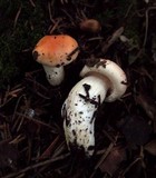 Hygrophorus pudorinus image