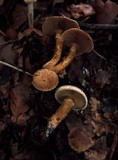 Inocybe terrigena image