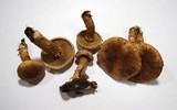 Inocybe terrigena image