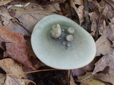 Clitocybe odora var. odora image