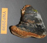 Phellinus igniarius image