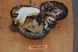 Suillus brunnescens image