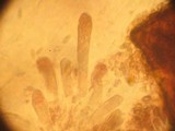 Suillus brunnescens image