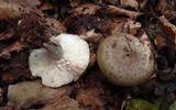 Lactarius blennius image