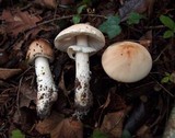 Limacella guttata image