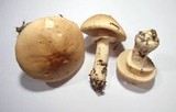 Limacella guttata image