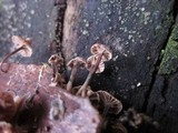 Micromphale arbuticola image