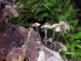 Micromphale arbuticola image