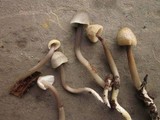 Mycena galericulata image