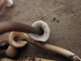 Mycena galericulata image