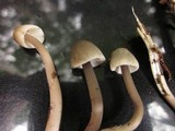 Mycena galericulata image