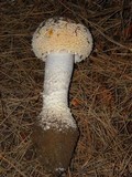 Amanita muscaria var. flavivolvata image