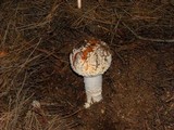 Amanita muscaria var. flavivolvata image