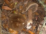 Tylopilus porphyrosporus image