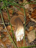 Tylopilus porphyrosporus image