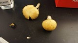 Stropharia coronilla image