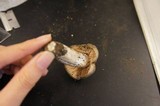 Entoloma sinuatum image