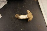 Entoloma sinuatum image