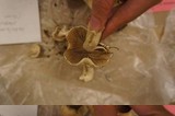 Hebeloma crustuliniforme image