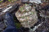Fomitopsis officinalis image