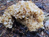 Sparassis crispa image